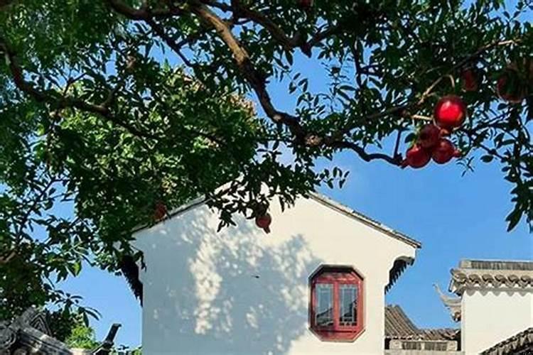庭院种什么果树风水好又旺财
