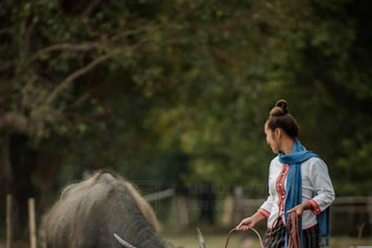 梦见两头牛在山坡上吃草
