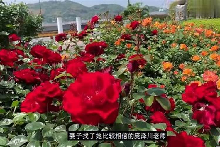 八字预测另一半长相