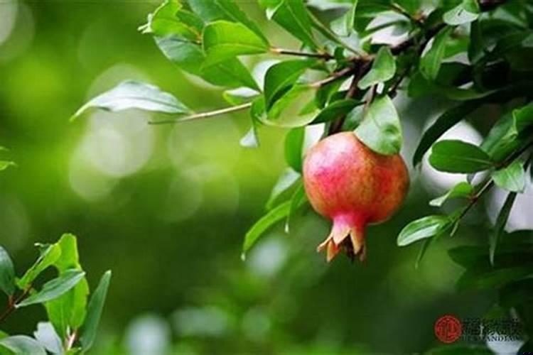 天上火对石榴木的夫妻命运