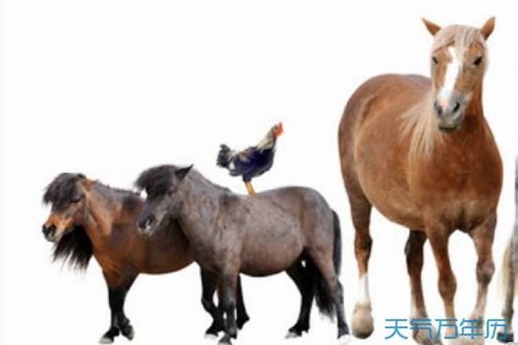属鸡和属马的婚姻怎么样
