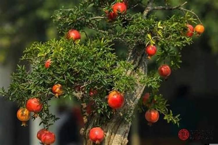 天上火对石榴木的夫妻命运