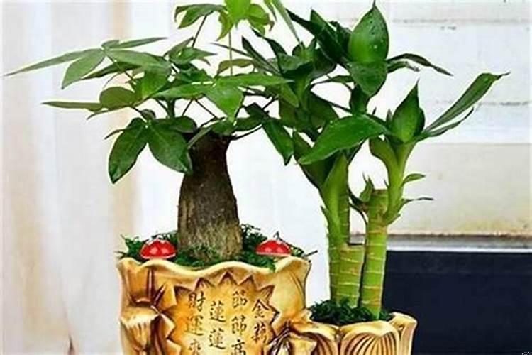 怎么让家里聚财招财