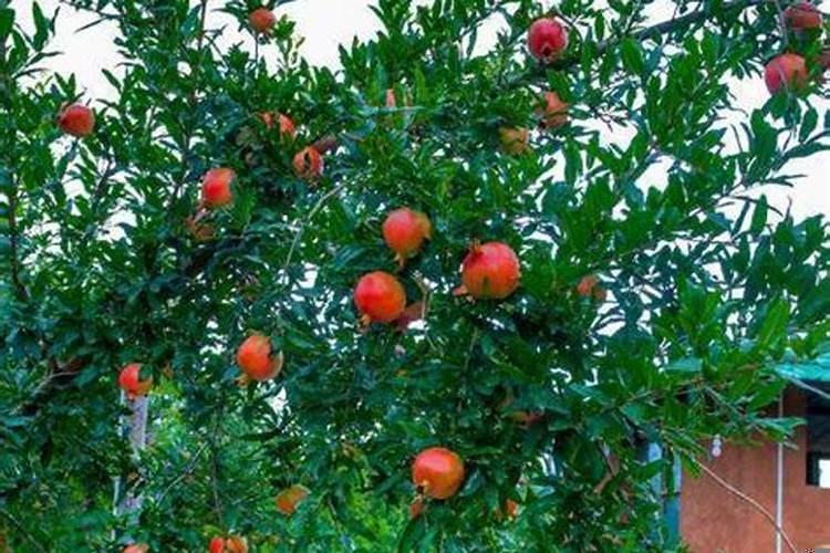 庭院种什么果树风水好又旺财