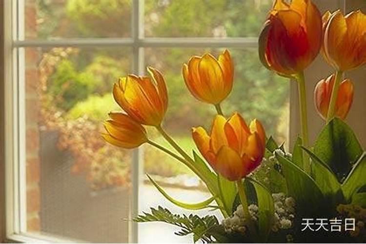 龙血树摆放在院子里什么位置