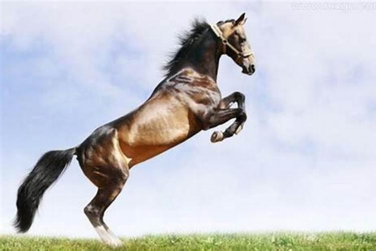 做梦梦到骑马车