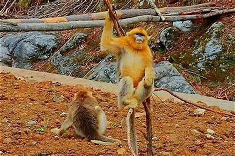 猴和兔是不是相克