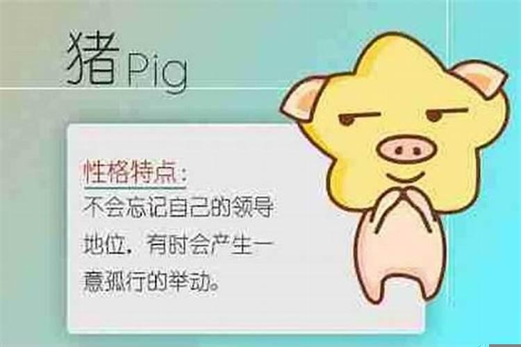 十二生肖猪和什么不合