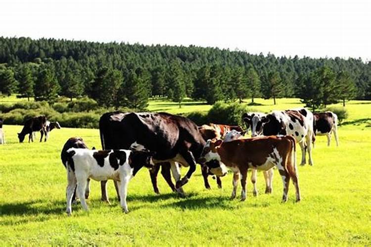 梦见两头牛在山坡上吃草