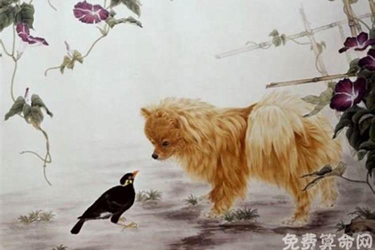 属狗婚配哪个属相最好