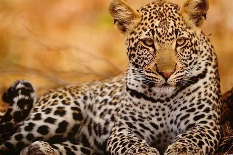 梦见欠钱的人还钱了