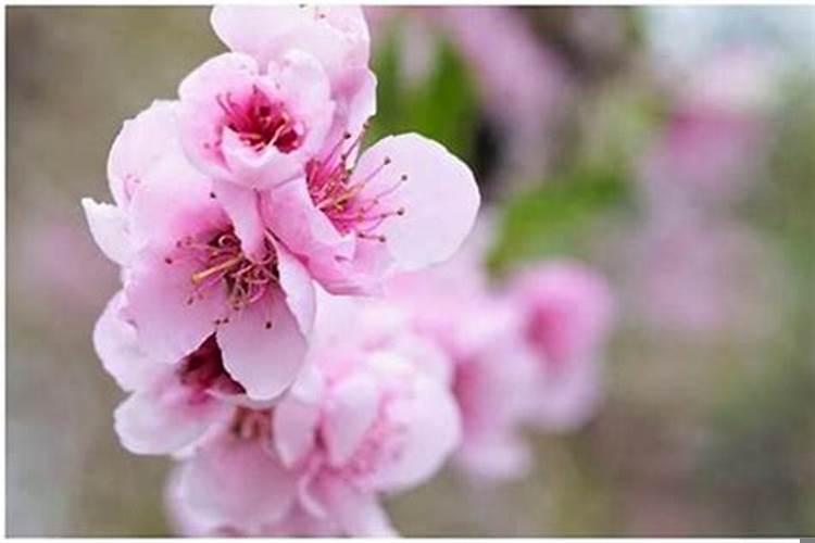 八字看未来老公长相类型