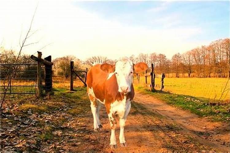 梦见自己死去的外公还活着