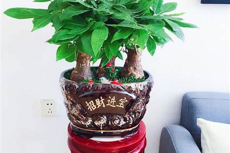 家里养一些什么植物比较好