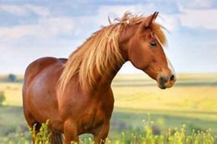 马一般活多少岁