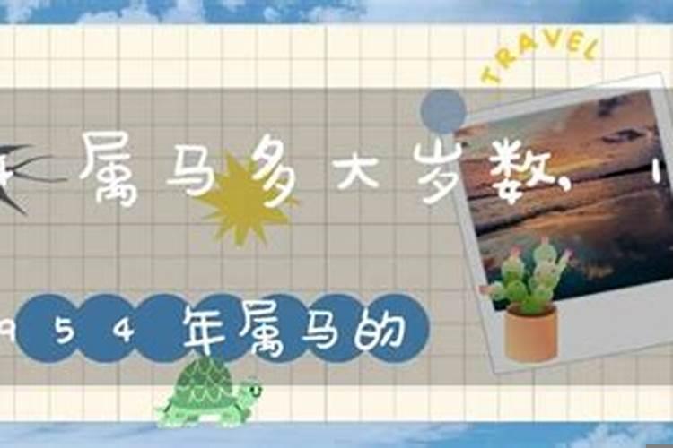 1954年马属于什么命
