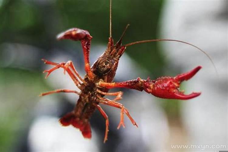 怀孕梦见小龙虾生女儿了