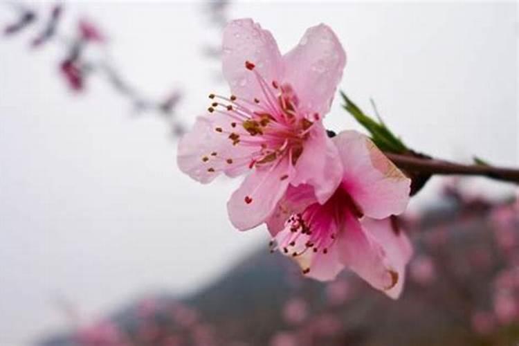 心理测试桃花运