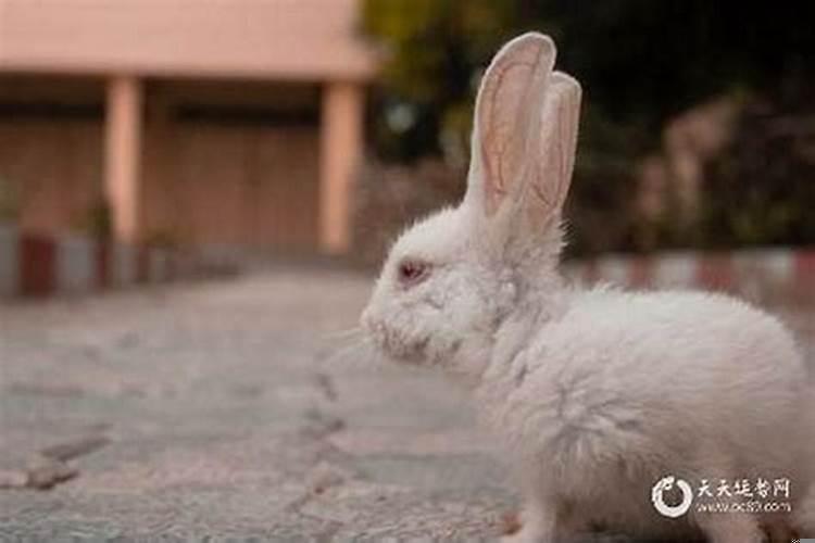 属兔人今年运气好吗