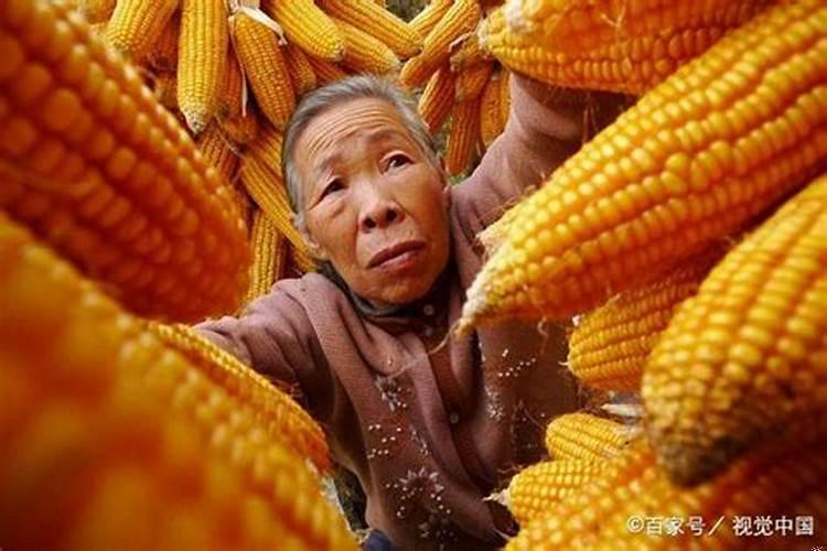 20亩地种什么收益大