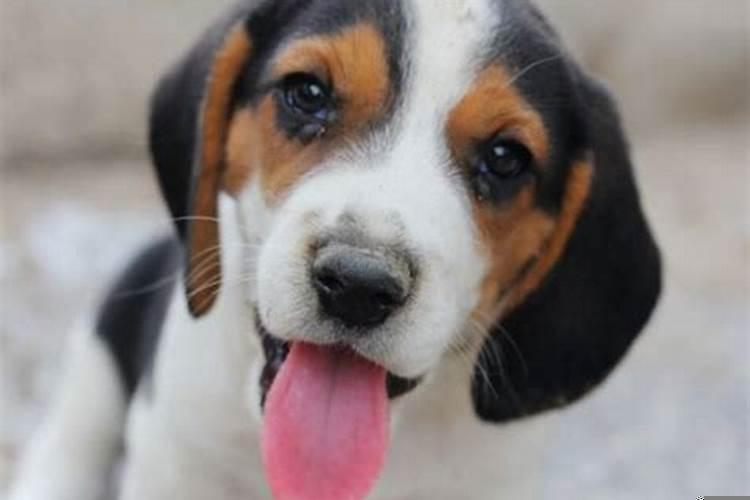 梦见小狗什么意思啊