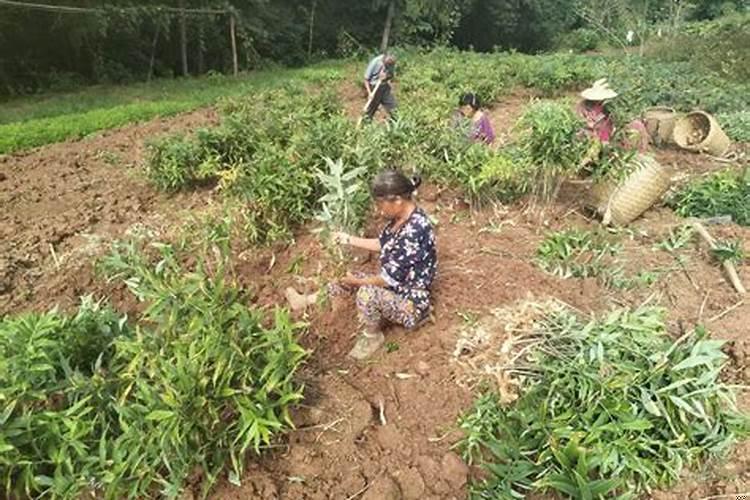 20亩地种什么收益大