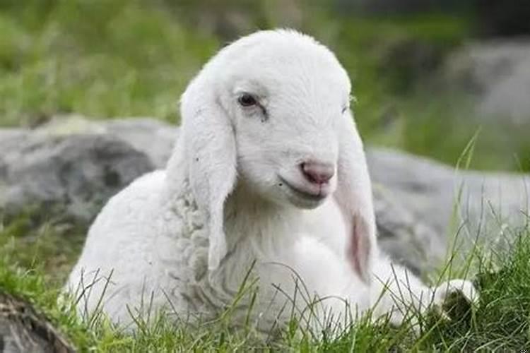 属羊的女性几月份比较好