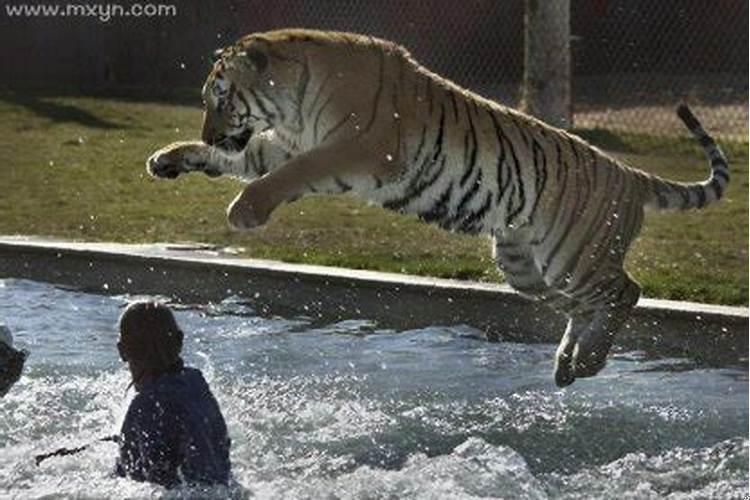 做梦梦见老虎咬人是什么意思