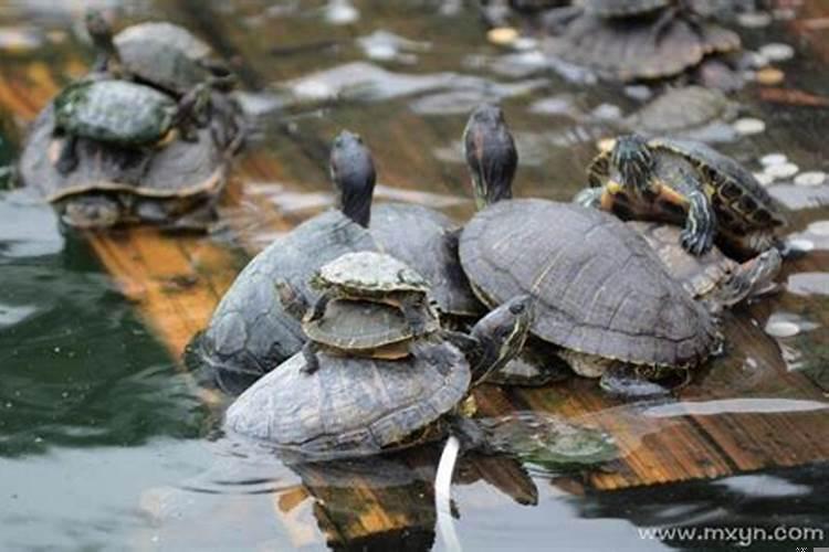 晚上梦见乌龟是什么意思