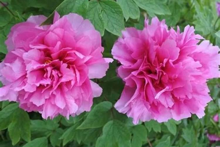 家里摆什么鲜花最吉祥