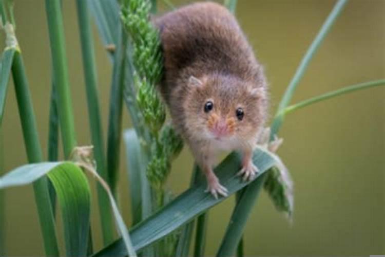 女人梦到大船是什么意思