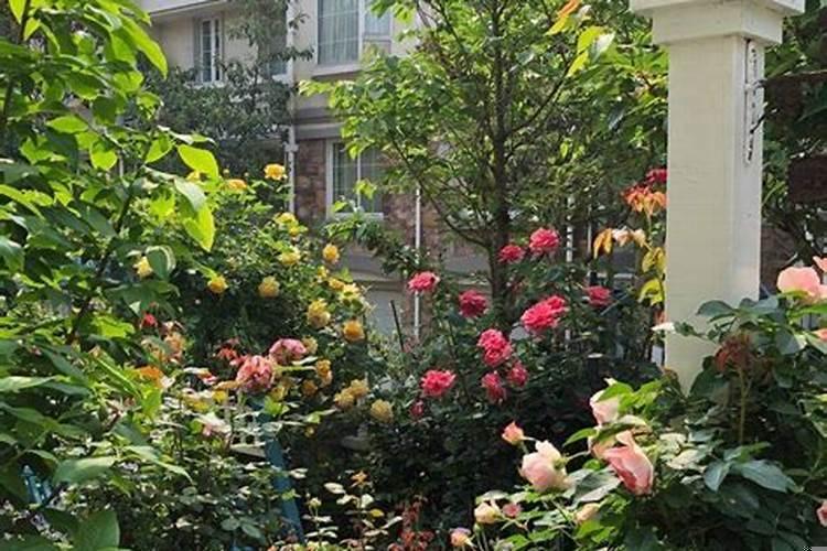 南花园适合种什么花