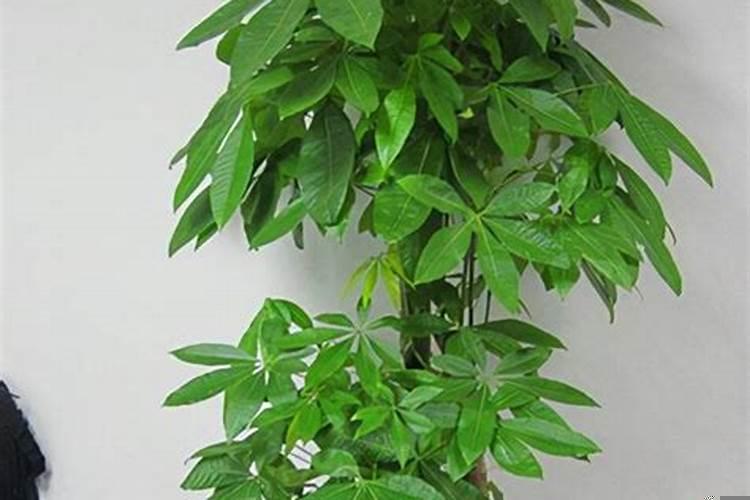 属狗的人养什么植物最旺财