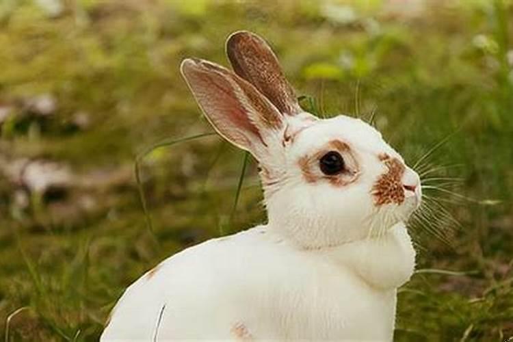 兔子最怕什么
