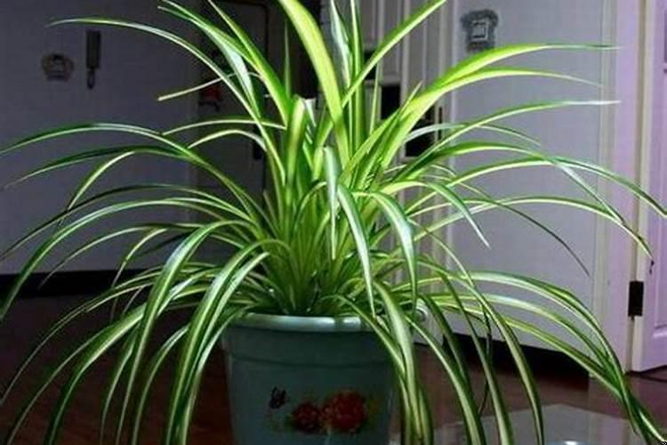 吊兰花有什么寓意