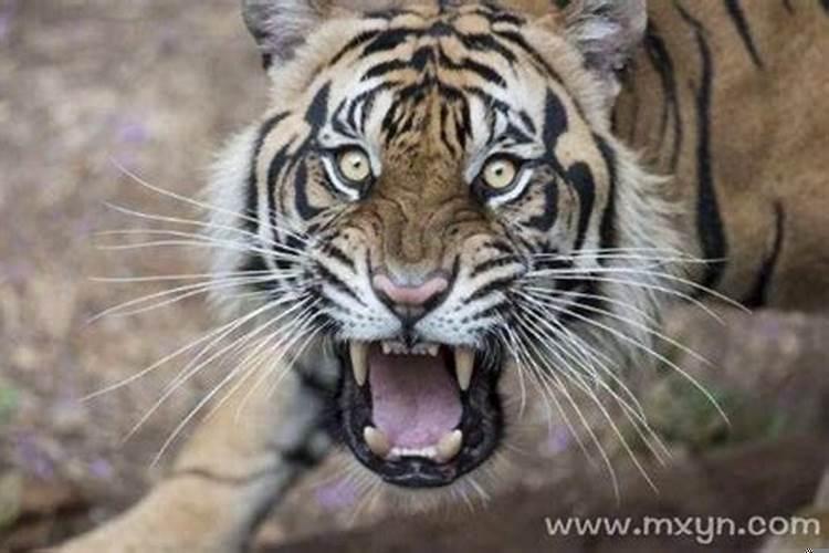 做梦梦见老虎咬人是什么意思