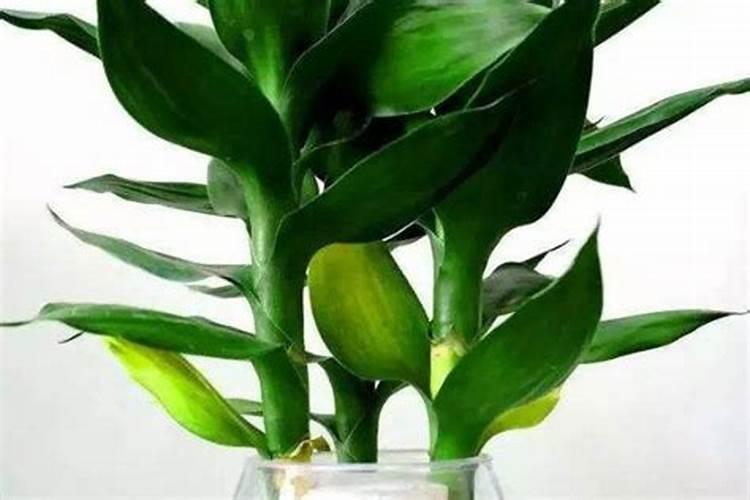 店里富贵竹养几支最旺运