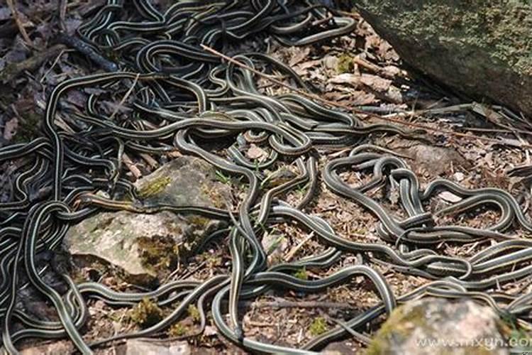 女人梦见满地都是蛇是什么意思