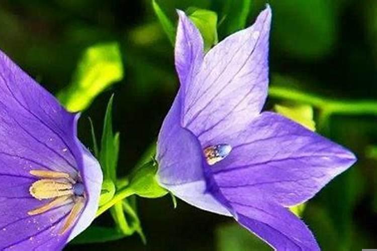 吊兰花有什么寓意