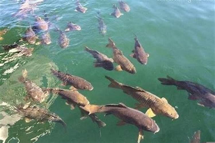 梦见大海里好多鱼在游动