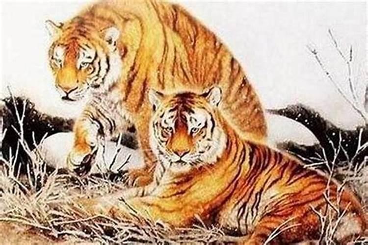 属虎女人一生的命好吗