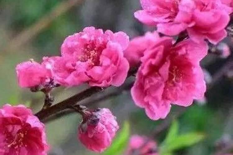 心理测试桃花运