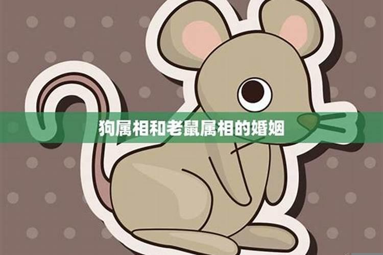 属老鼠跟什么生肖最合