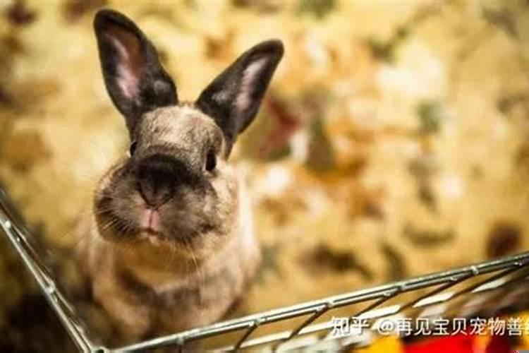 兔子最怕什么
