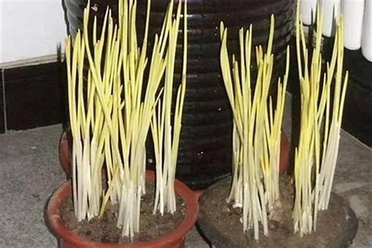 蒜黄是如何栽培的