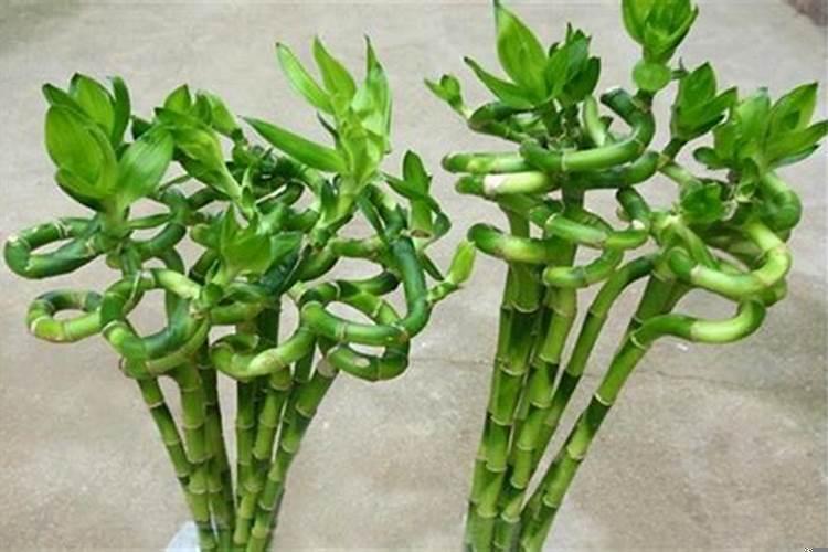 转运竹放在哪里最转运