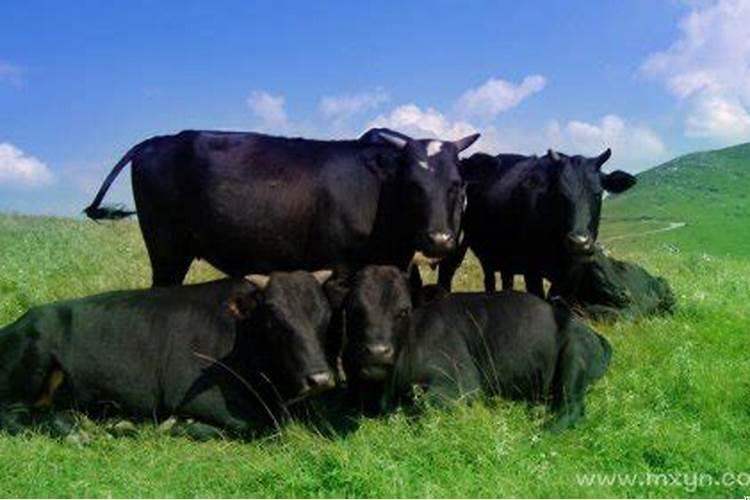 梦见黑牛是什么预兆解梦