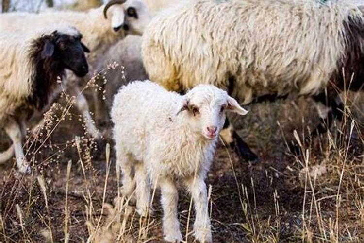 牛羊生肖相冲婚配会怎么样