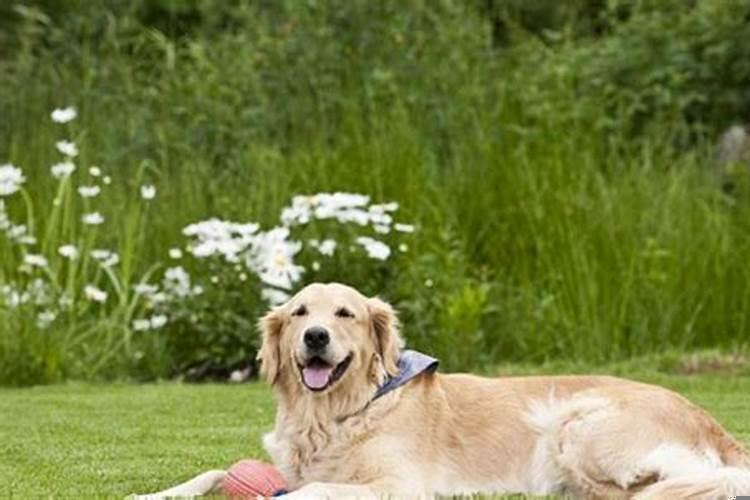 属狗的人养什么植物最旺财