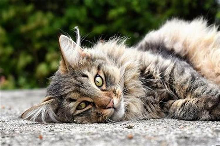 梦见野猫会飞寓意着什么意思
